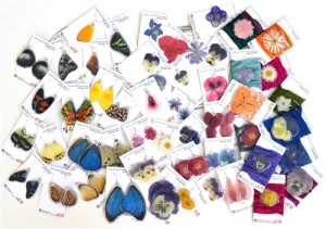 Flowers and Butterflies Mix $600